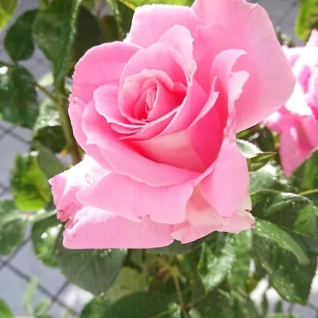 Sky-terrace In Station, 3 Bedrooms * Napels