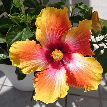 Sky-terrace In Station, 3 Bedrooms Napels